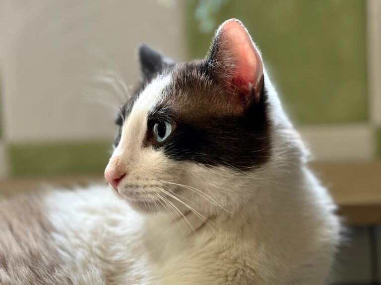 multimedia-foto89727-215-1