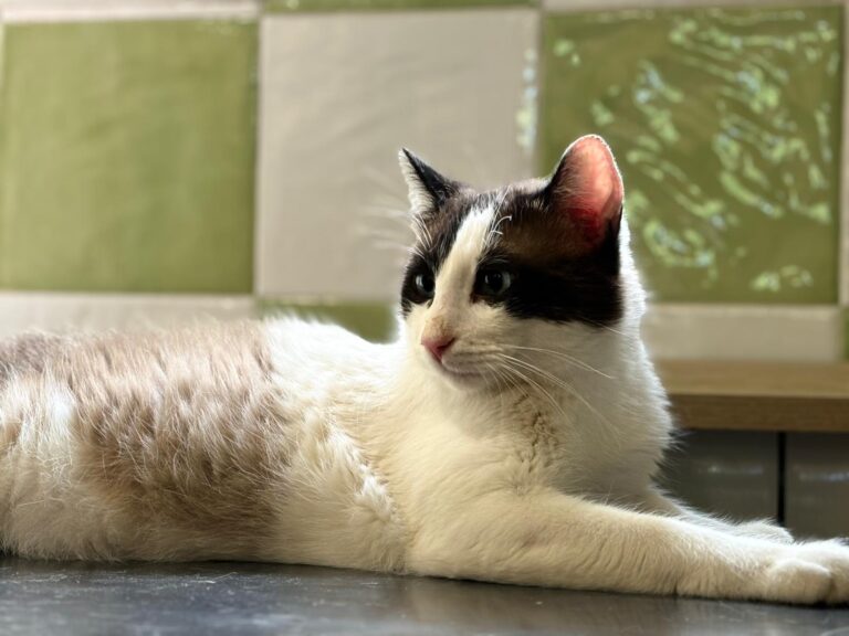 multimedia-foto89729-242-1