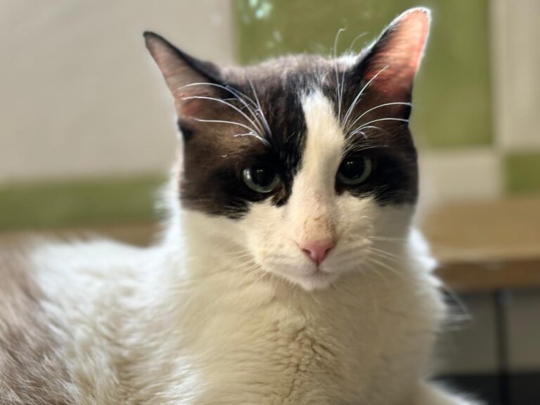 multimedia-foto89730-242-1