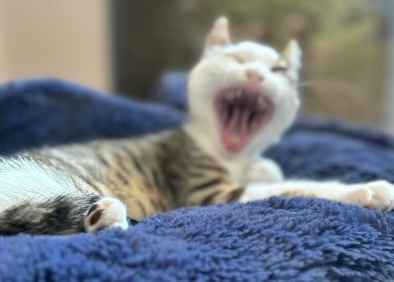 multimedia-foto89740-222-1