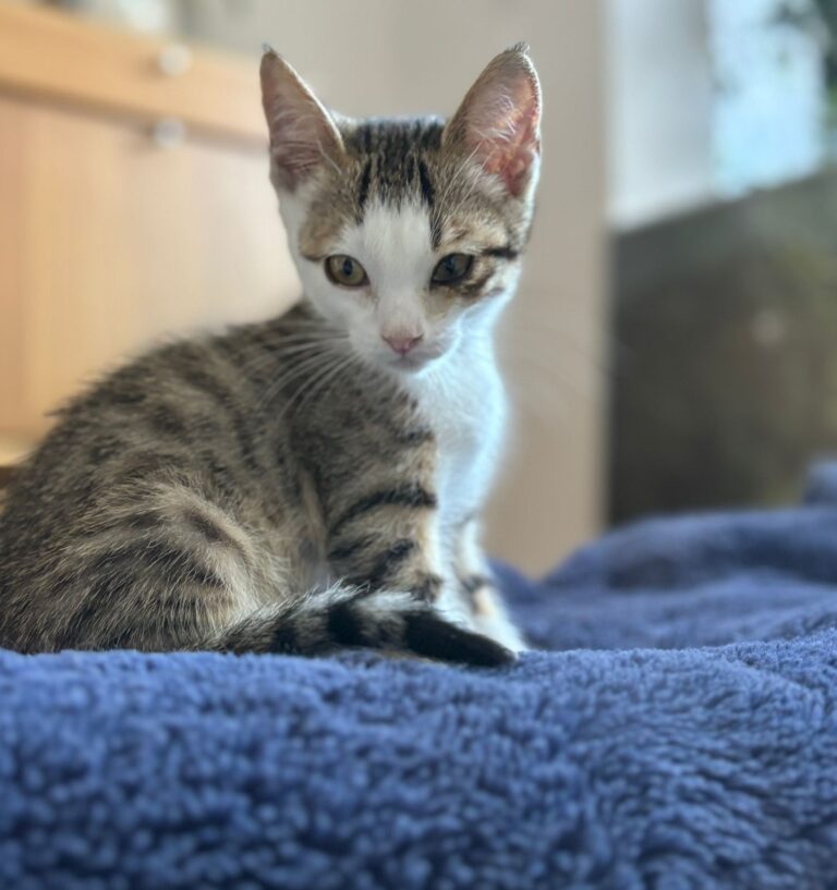 multimedia-foto89741-223-1