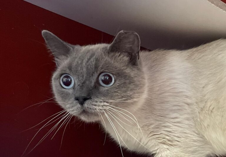 multimedia-foto89745-610-1