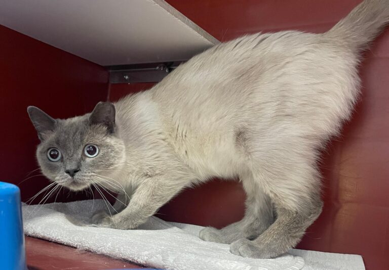 multimedia-foto89747-610-1