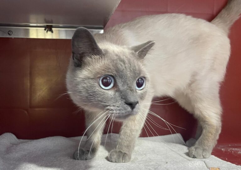 multimedia-foto89749-611-1