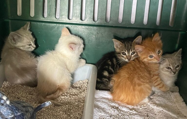 multimedia-foto89757-653-1