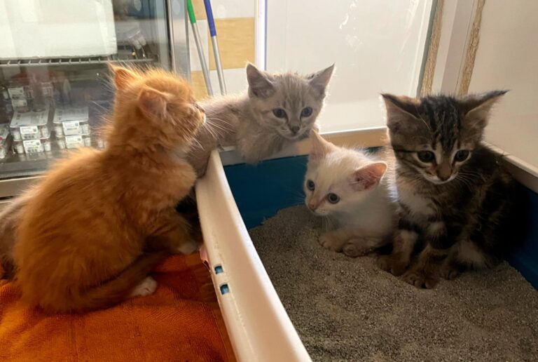 multimedia-foto89760-658-1