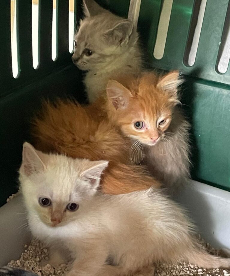 multimedia-foto89780-943-1