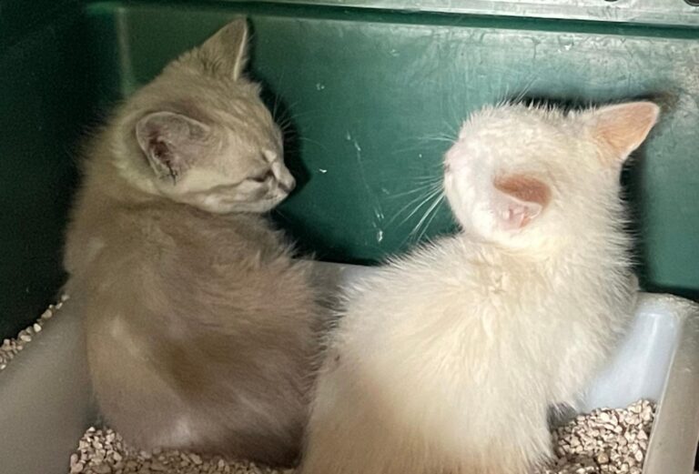 multimedia-foto89781-943-1