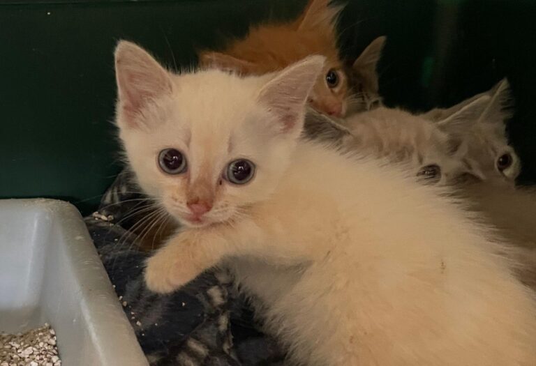 multimedia-foto89782-975-1