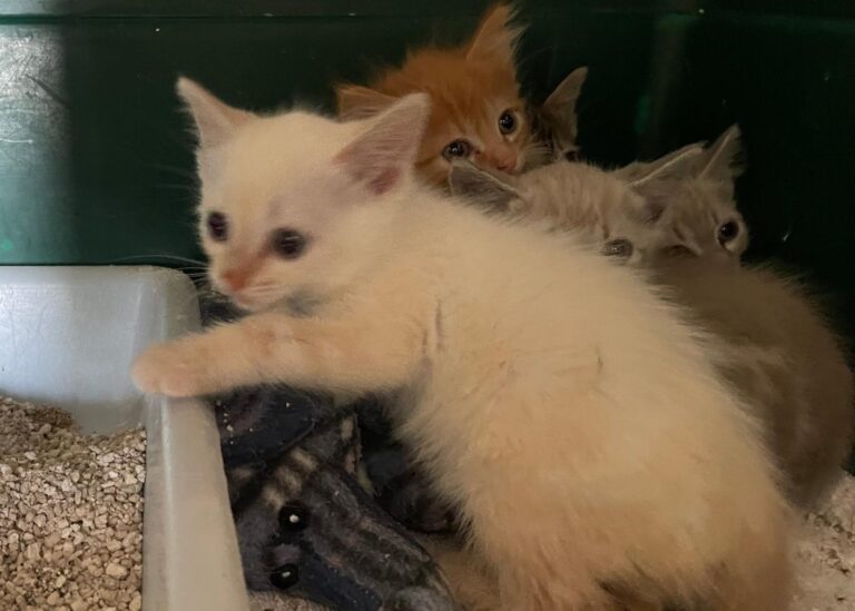 multimedia-foto89783-976-1