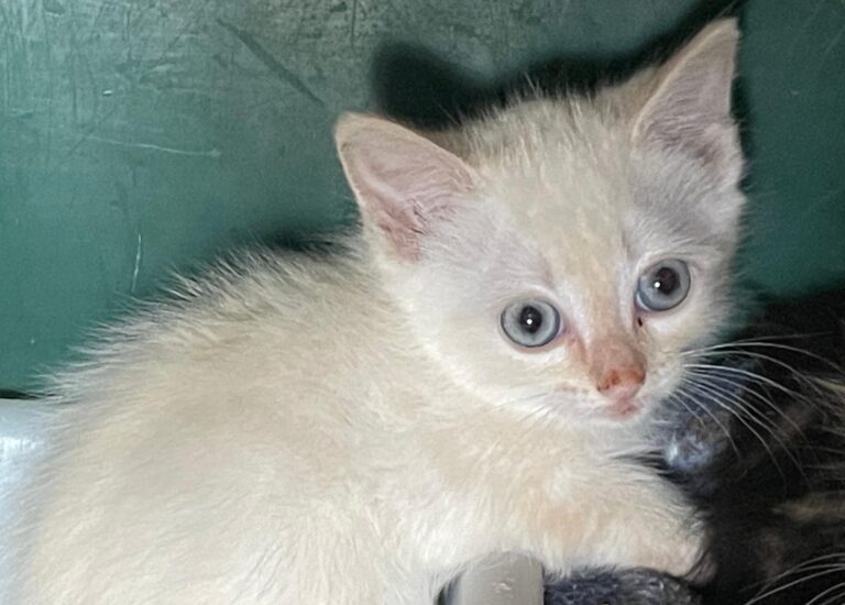 multimedia-foto89784-976-1