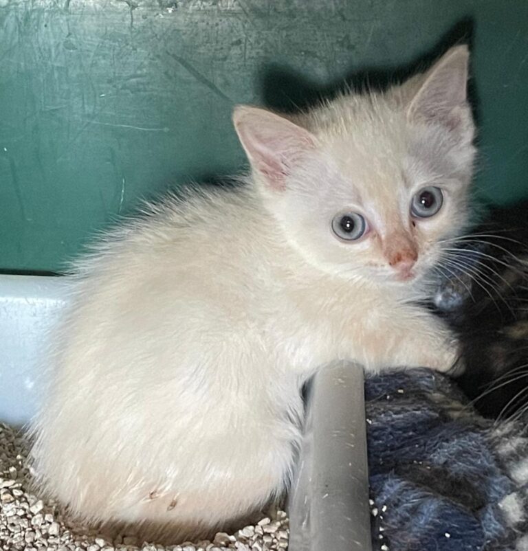 multimedia-foto89785-976-1