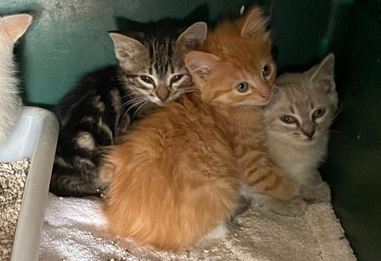 multimedia-foto89786-43-1