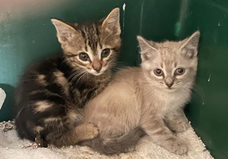 multimedia-foto89787-43-1