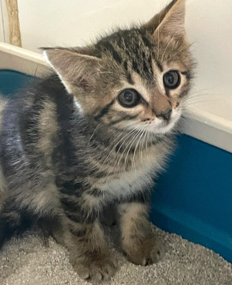 multimedia-foto89788-43-1