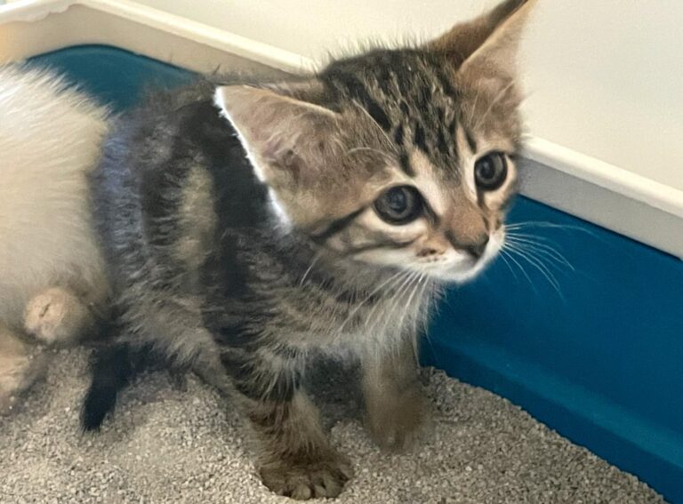 multimedia-foto89789-43-1