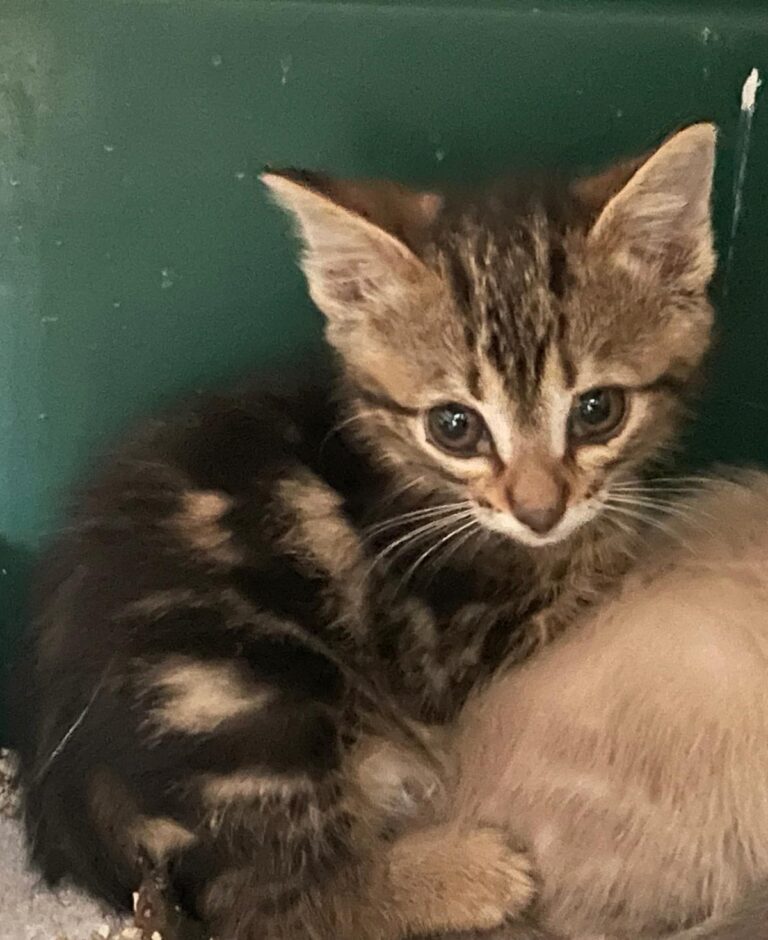 multimedia-foto89790-44-1