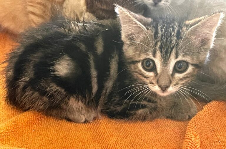 multimedia-foto89791-44-1