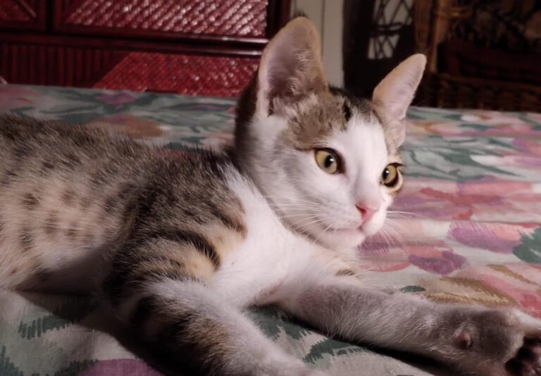 multimedia-foto89806-499-1