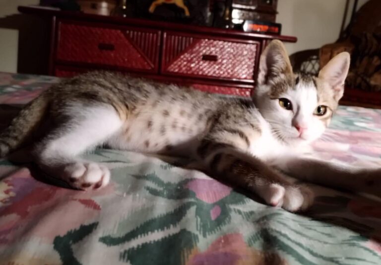 multimedia-foto89807-499-1