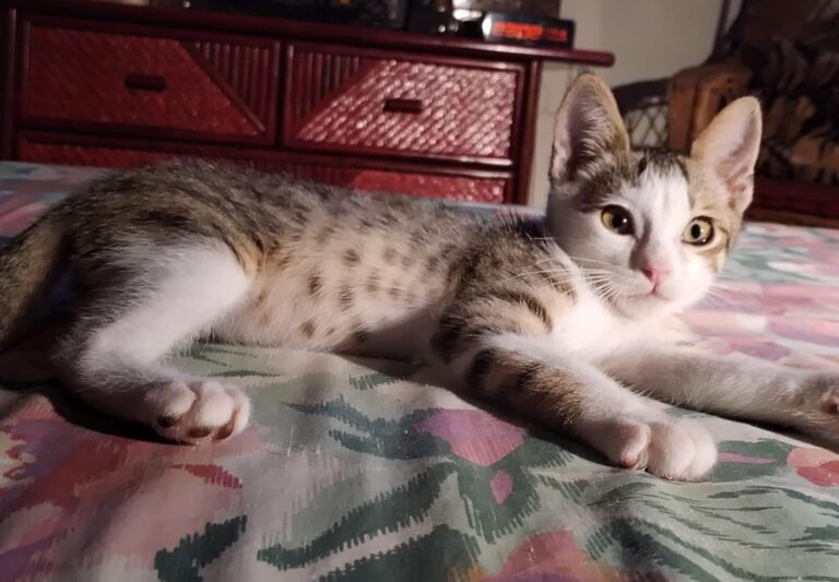 multimedia-foto89808-499-1