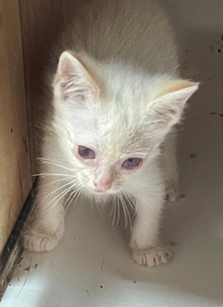 multimedia-foto89817-171-1