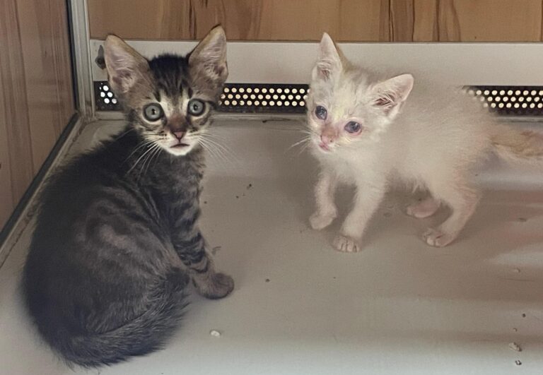 multimedia-foto89819-171-1