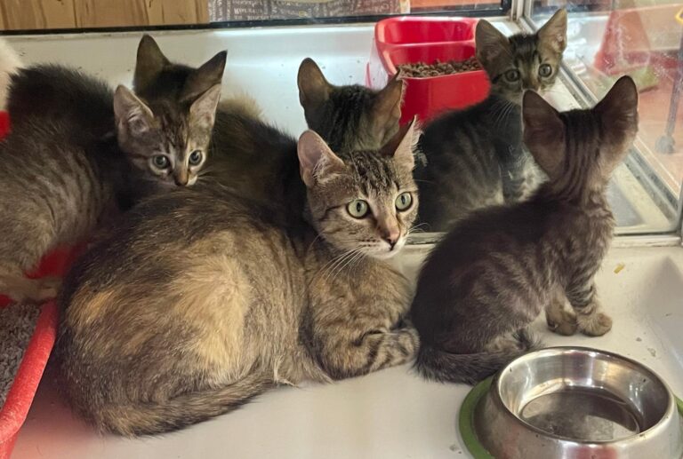 multimedia-foto89821-249-1