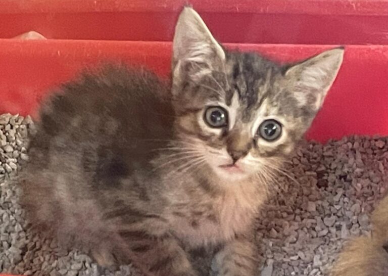 multimedia-foto89831-440-1