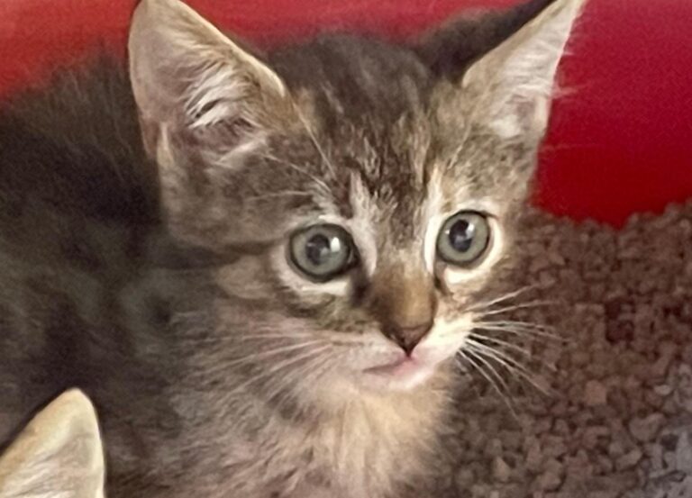 multimedia-foto89832-440-1