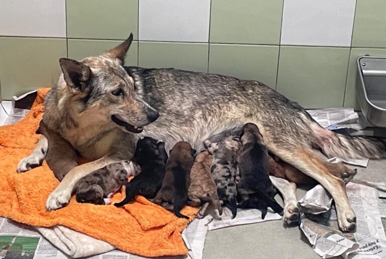 multimedia-foto89835-294-1