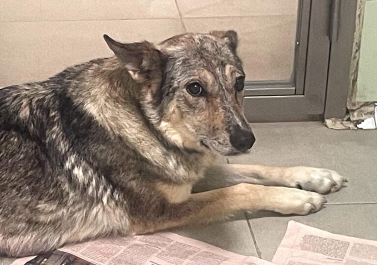 multimedia-foto89840-295-1