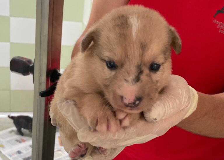 multimedia-foto89847-776-1