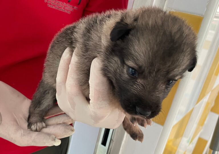 multimedia-foto89849-777-1