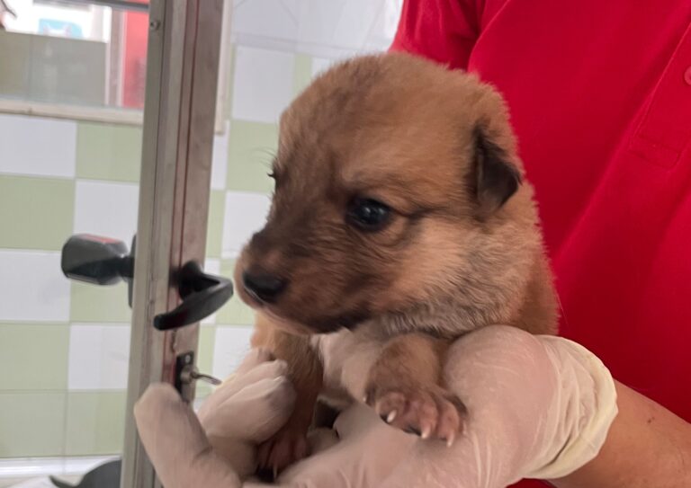 multimedia-foto89853-778-1