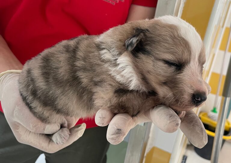 multimedia-foto89854-779-1