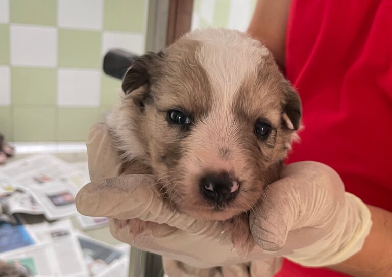 multimedia-foto89855-779-1