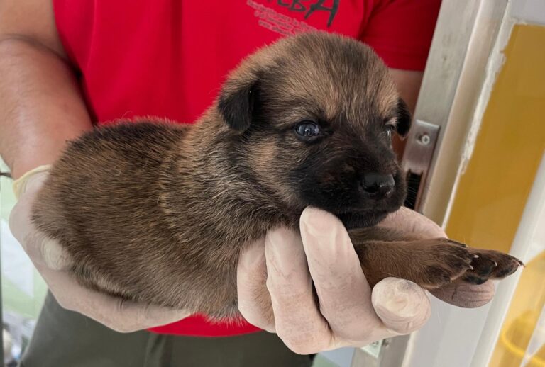 multimedia-foto89857-956-1