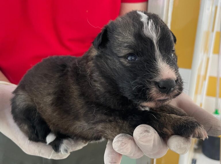 multimedia-foto89859-957-1