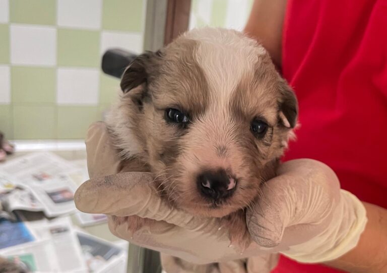 multimedia-foto89863-958-1