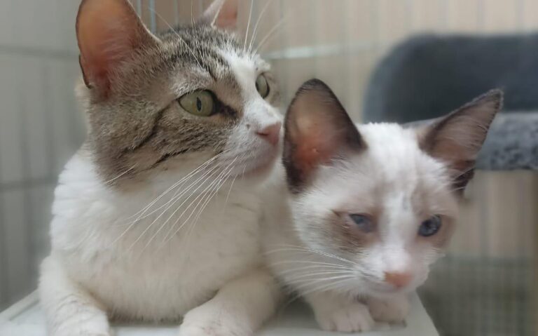 multimedia-foto89882-913-1