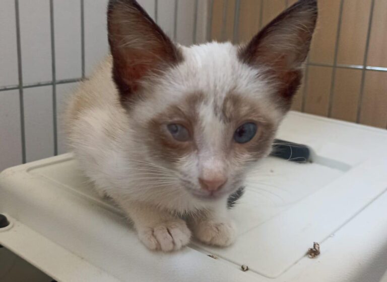 multimedia-foto89883-913-1