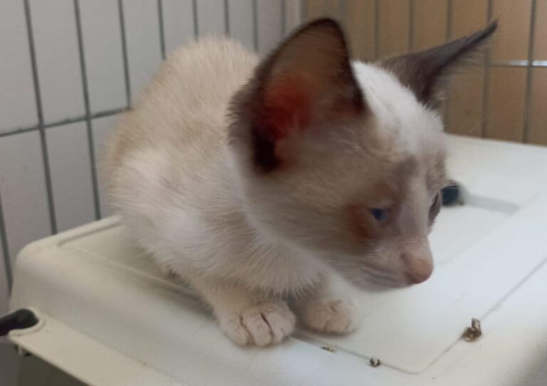 multimedia-foto89884-914-1