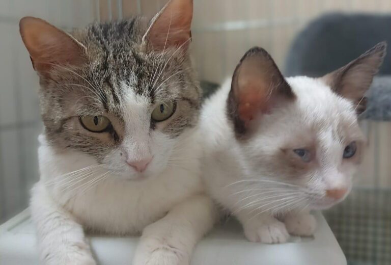 multimedia-foto89885-914-1