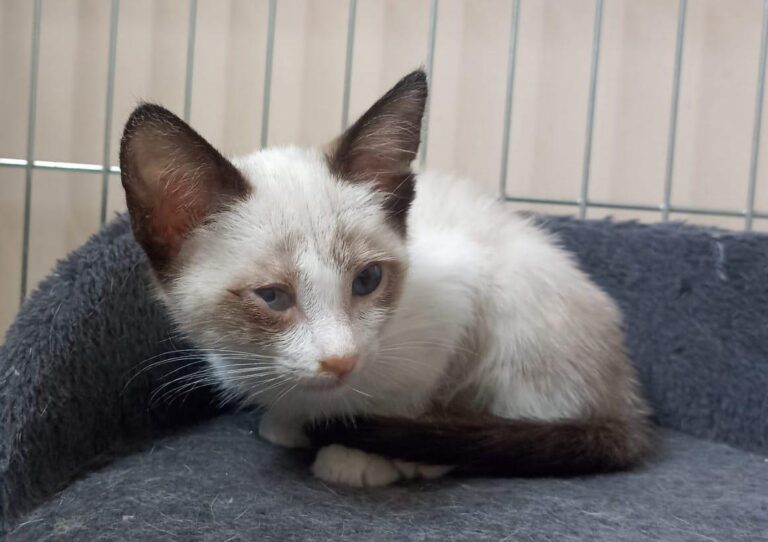 multimedia-foto89888-977-1