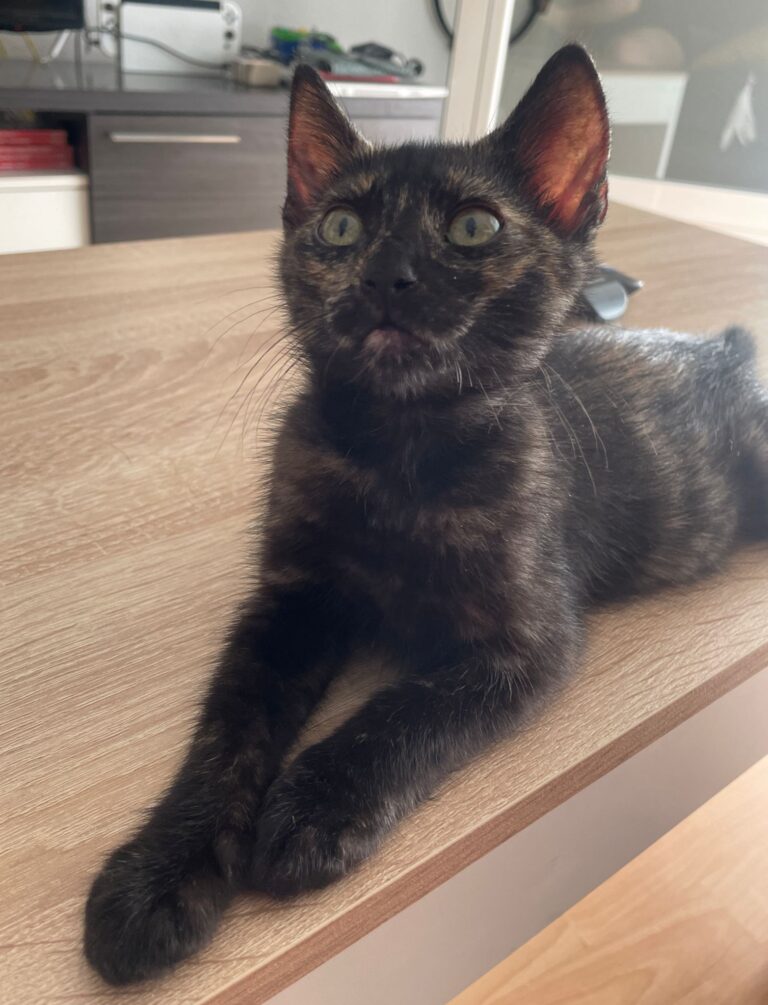 multimedia-foto89915-900-1