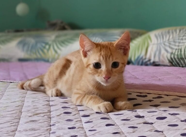 multimedia-foto89916-5-1