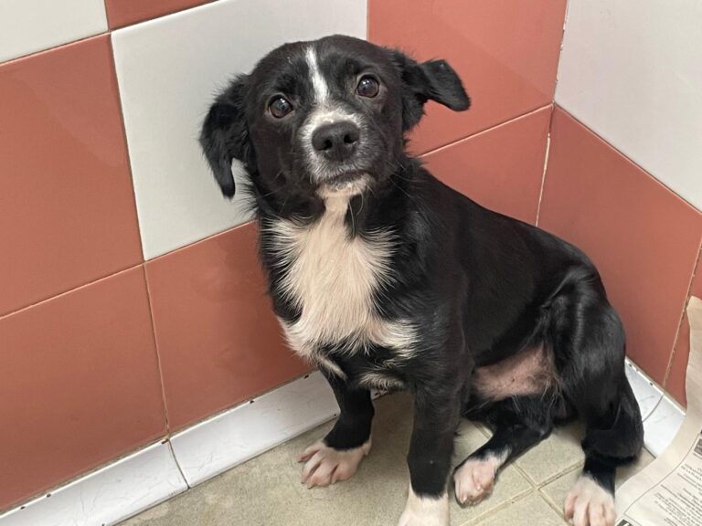 multimedia-foto89945-623-1