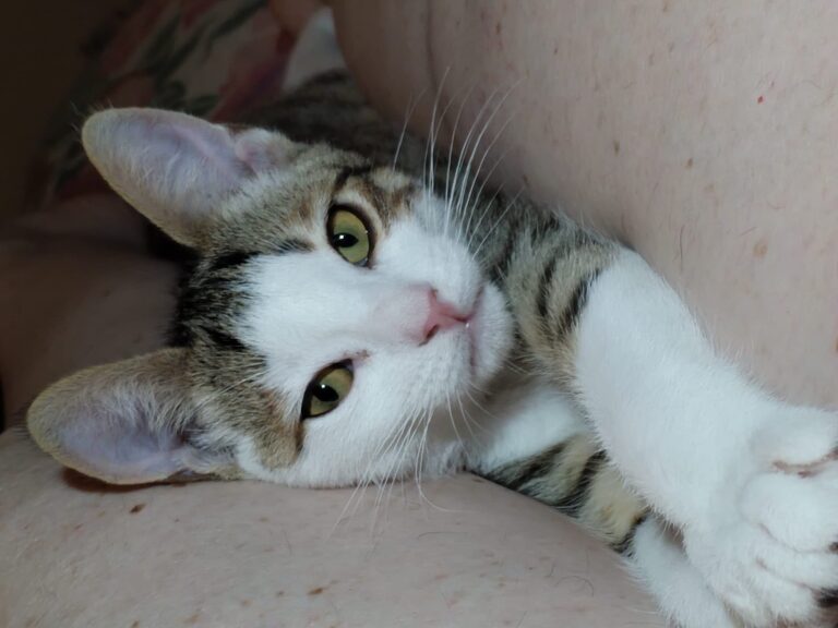 multimedia-foto89967-702-1