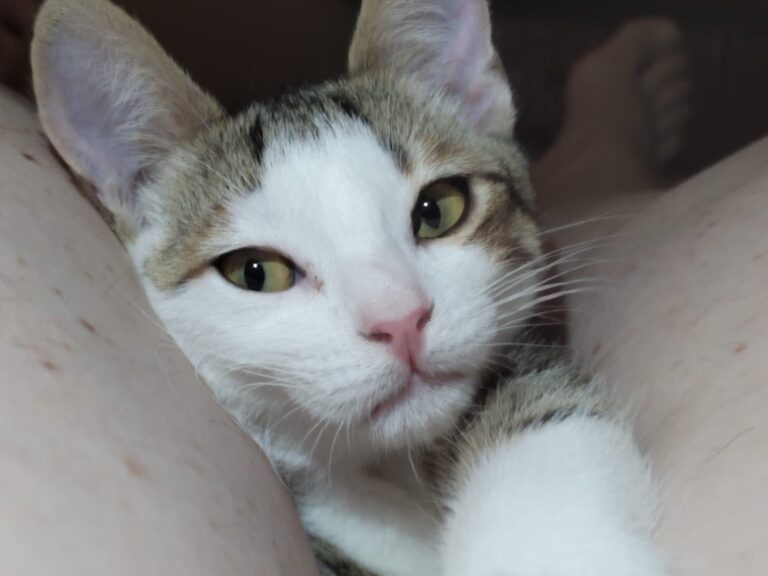 multimedia-foto89968-702-1